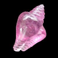 Staggeringly  Natural Conch Shell