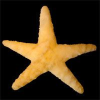SOLD: Stunningly Lifelike Star Fish