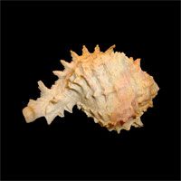 Unbelievably Lifelike Large Horny Sea Shell