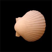 Awesomely Realistic Scallop Sea Shell