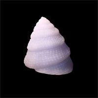Stunningly Lifelike White Cone Sea Shell