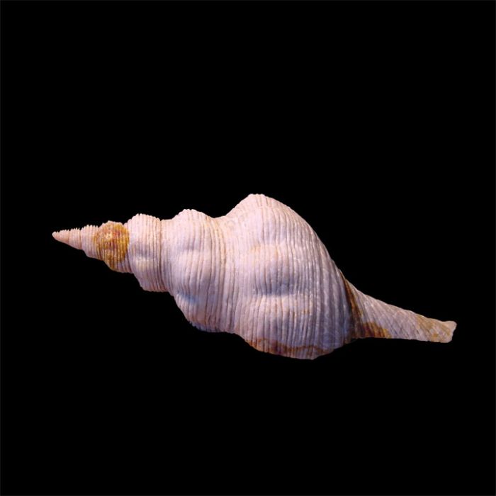 Bewitchingly Realistic Long Fat Spiral Sea Shell