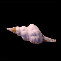 Bewitchingly Realistic Long Fat Spiral Sea Shell